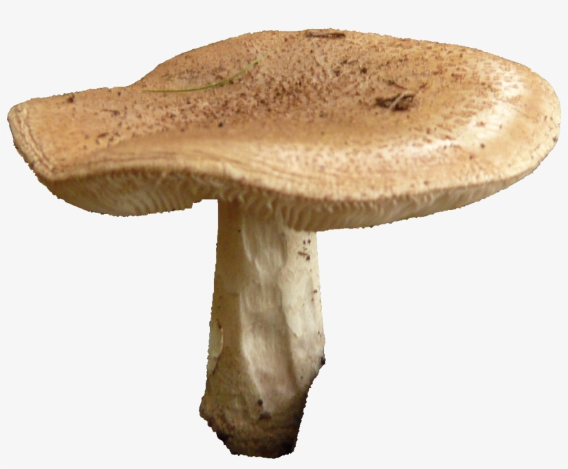 Mushroom Free Png Image - Mushroom Transparent, transparent png download