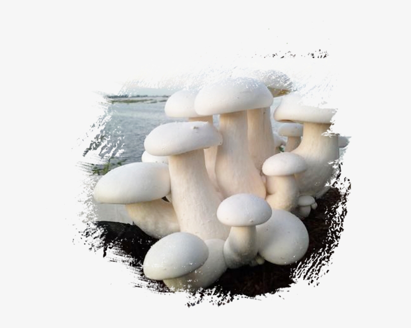 About Us - เห็ด มิ ล กี้, transparent png download