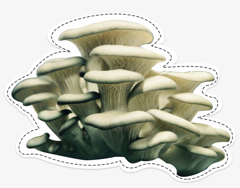 Oyster Mushroom, The Surprising, transparent png download