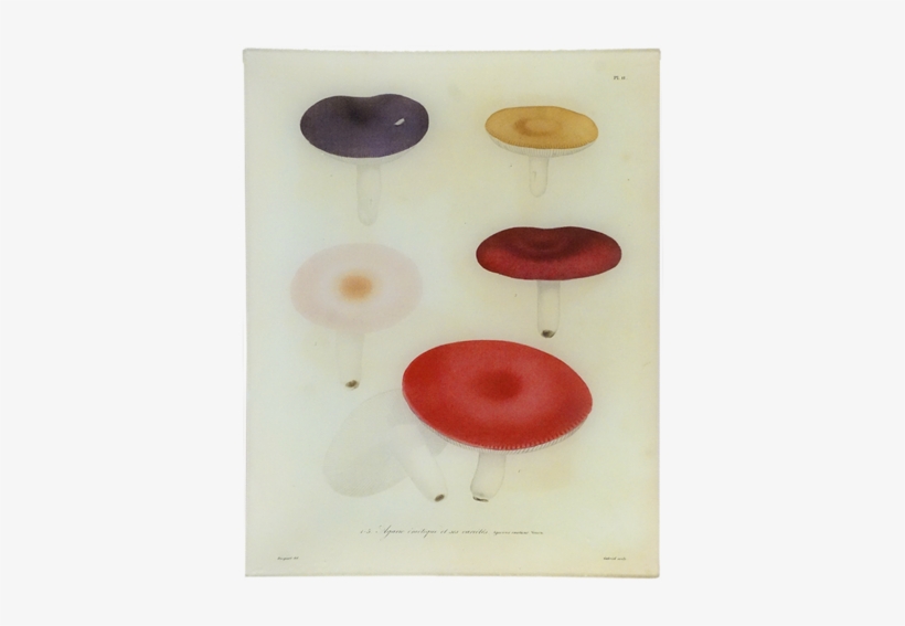 11 - Mushroom, transparent png download