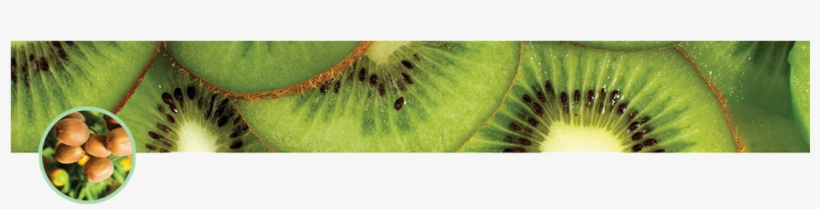Kiwi Fruit - Gea Farm Technologies, transparent png download