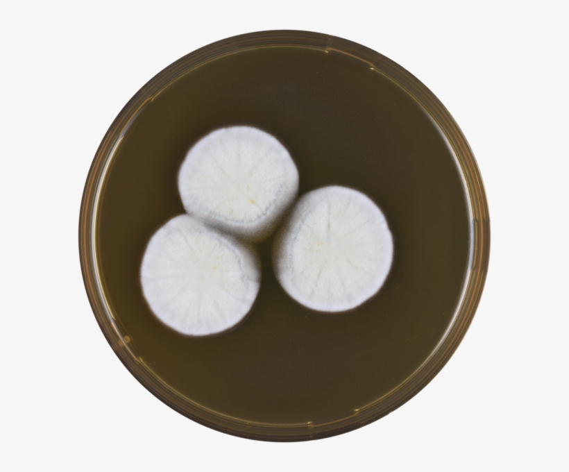 Aspergillus Neoindicus Meaox - Dish, transparent png download