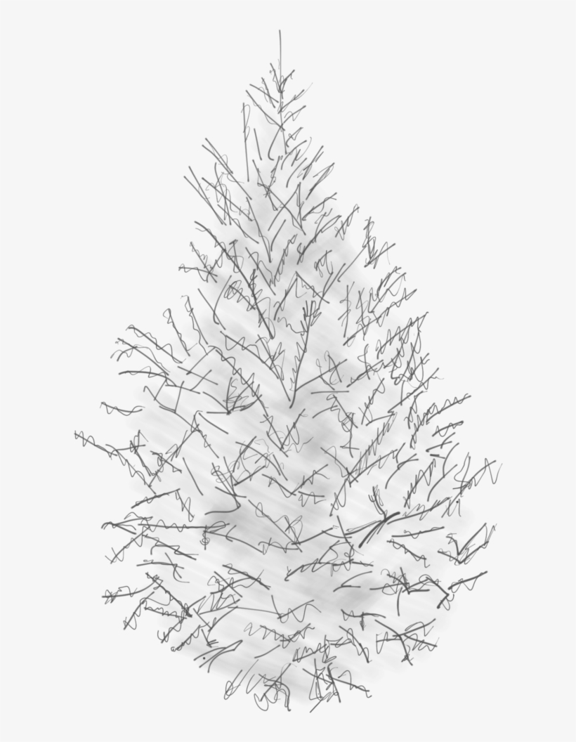 Sketch Of A Canaan Fir - Fir, transparent png download