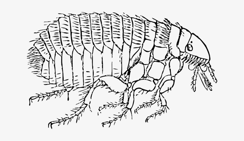 Nine Step Battle Plan To Combat A Flea Infestation - Outline Image Of Fleas, transparent png download