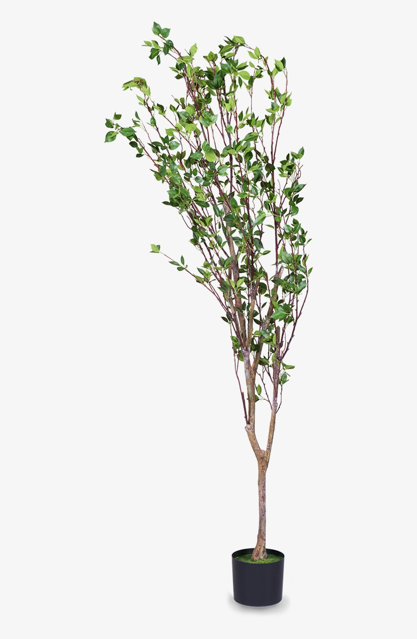 Дерево Pipal Н230 - Tree, transparent png download