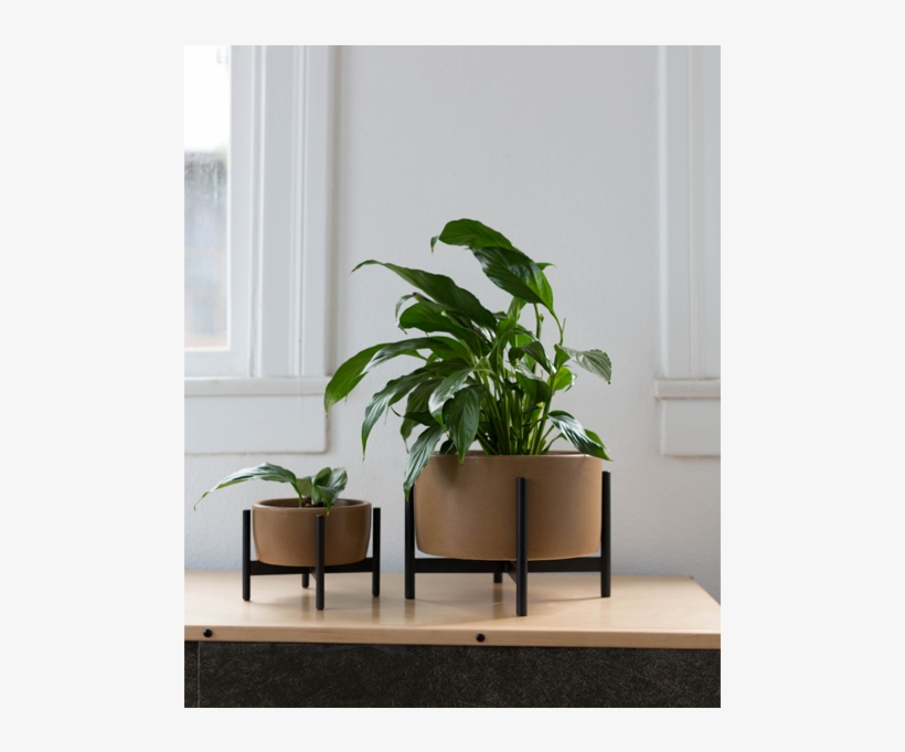 Case Study Tabletop Planter With Wood Stand - Interior Design, transparent png download