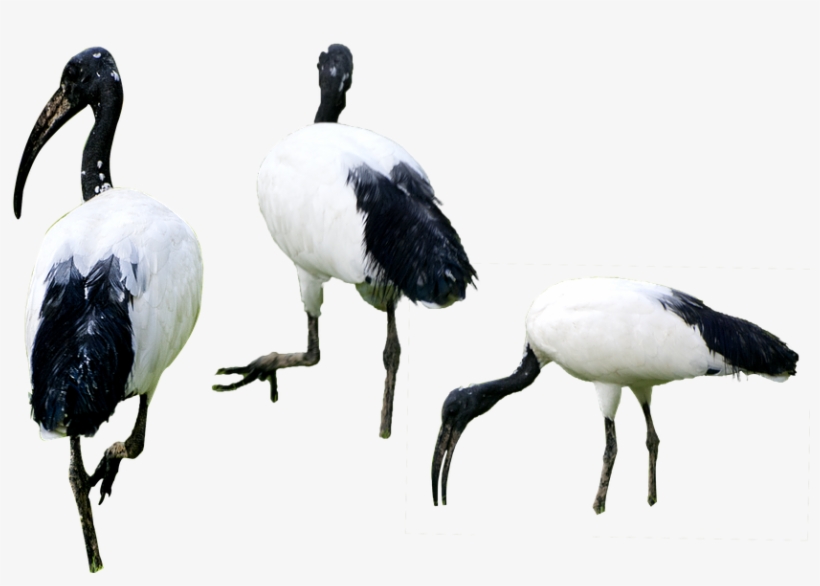 Birds, Png, Isolated Background, High Resolution - Vogels Png, transparent png download