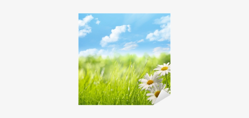 Poster: Zhang's Natural Background With Daisy Flower, transparent png download