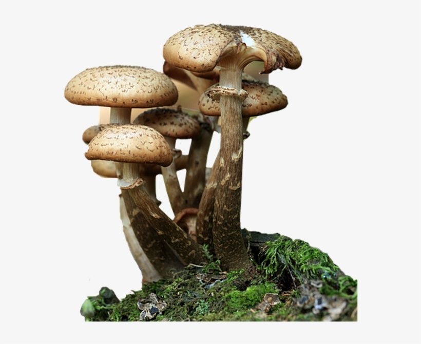 Mushrooms Forest Nature Foreground Background - Mushrooms: 20 Simple To Advanced Techniques, transparent png download