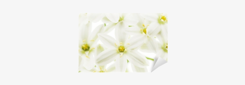 Jasmine, transparent png download