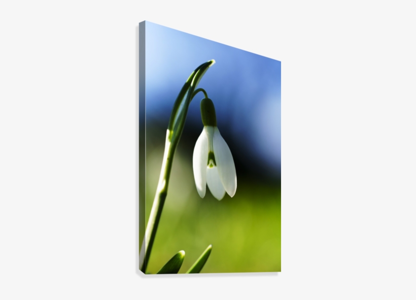 White Flower Drooping Against Blue And Green Background - White Flower Drooping Against Blue And Green Background;, transparent png download