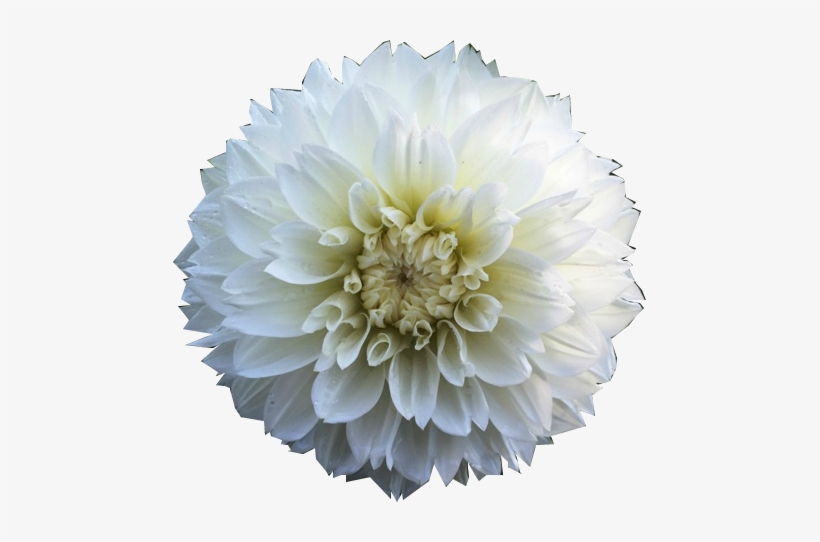 D - Dahlia, transparent png download