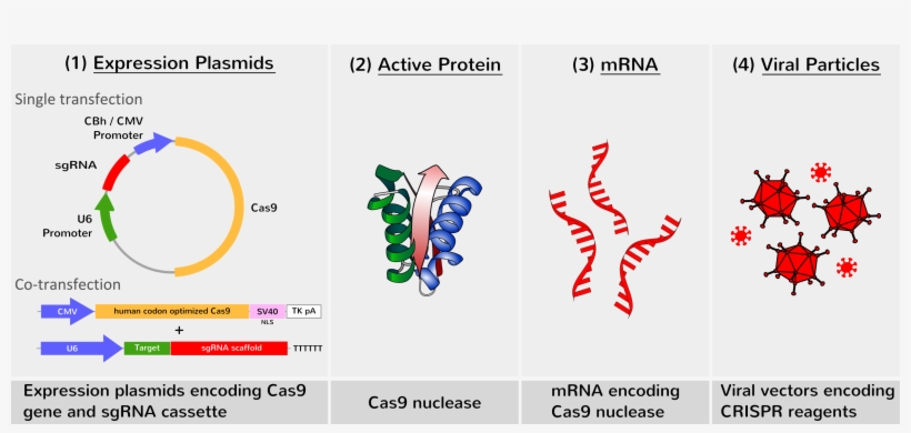 New Now We Also Offer Optimized Cas9 Nuclease - Crispr Cas9 Gene Delivery, transparent png download