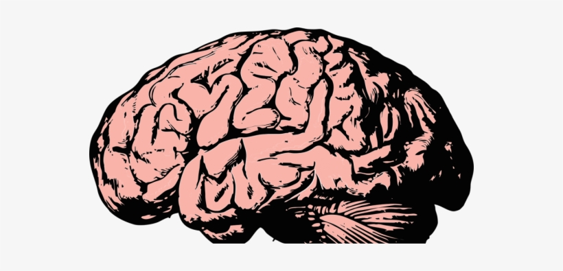 After Patients Have A Subcortical Stroke In The Right - Cerebellum Nurse Badge Reel, Reels Brain Badges Holder,, transparent png download