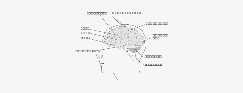 Human Brain Png Clip Arts - Human, transparent png download
