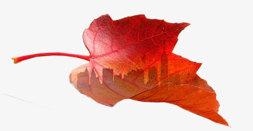 Still Going Strong Adderall These Years - Hojas De Otoño, transparent png download