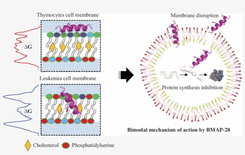 Model For Bmap 28 Cell Membrane Interaction And Mechanism - Cell, transparent png download