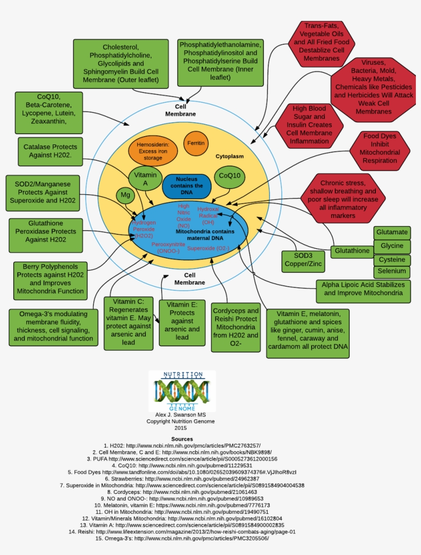 Cell Free Radical Protection - Polyphenols In Poultry Nutrition, transparent png download