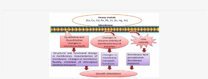 Heavy Metal Toxicity To Cell Membrane Causing Alterations - Heavy Metal Transport Cell Membrane, transparent png download