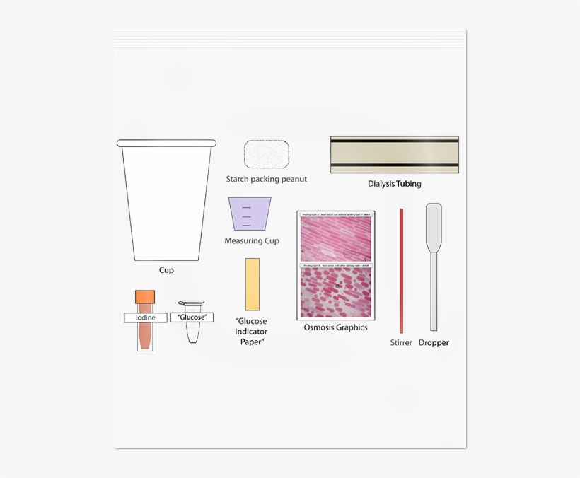 Diffusion And Osmosis - Graphic Design, transparent png download