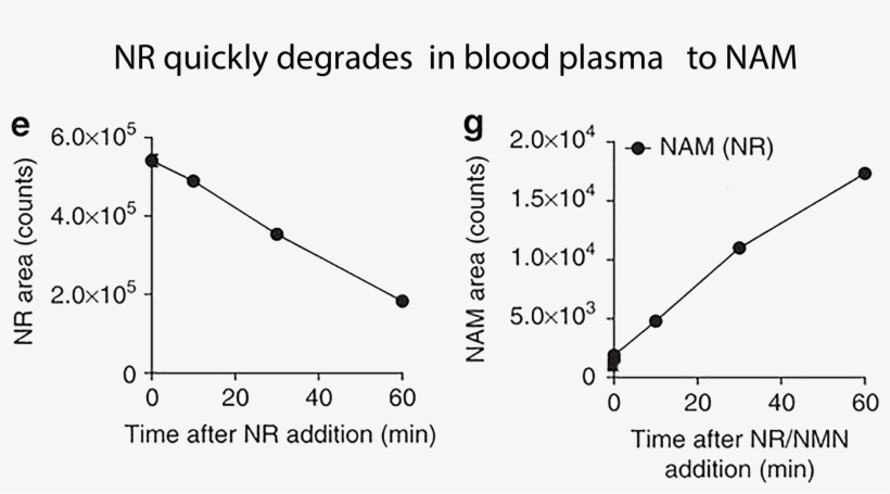 Not Stable In Bloodstream - Equation, transparent png download