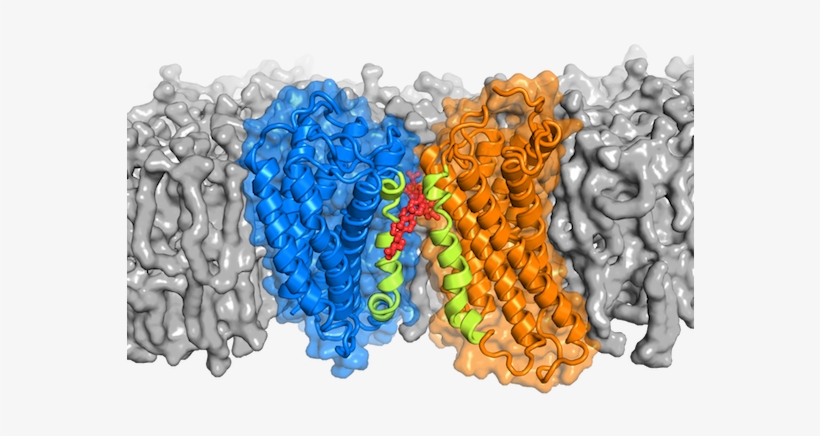 Cholesterol May Help Proteins Pair Up To Transmit Signals Zellen Protein Transparent Png 567x454 Free Download On Nicepng