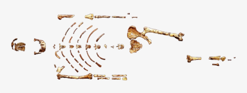 Australopithecus Afarensis - Australopithecus Afarensis Lucy Png, transparent png download