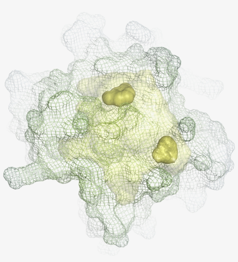 15 Apr 2015 - Chlorophyta, transparent png download