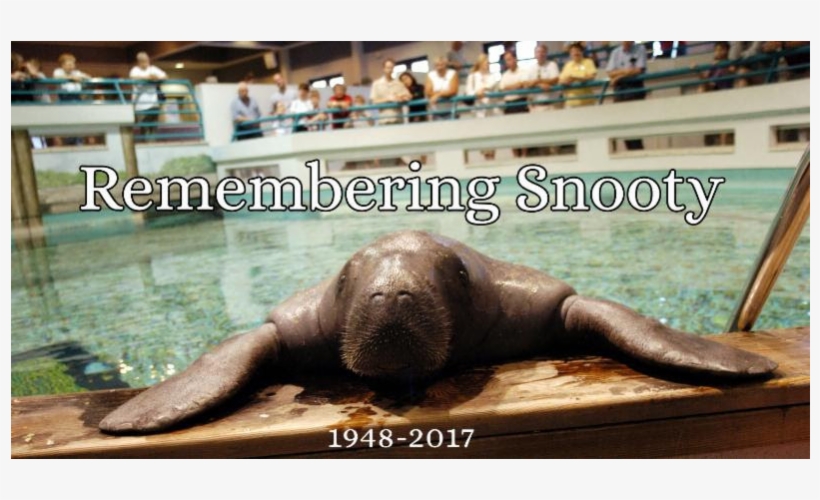 Snooty > Harambe - Snooty, transparent png download