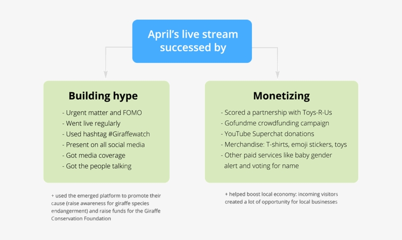 April The Giraffe Live Stream Success Diagram - April, transparent png download