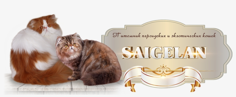 British Longhair, transparent png download