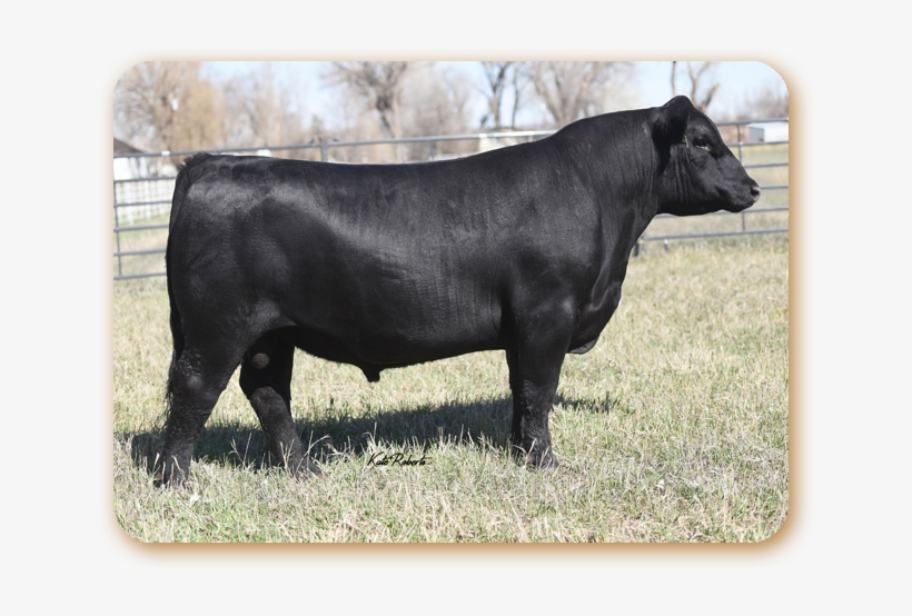 Confirmed - Dairy Cow, transparent png download