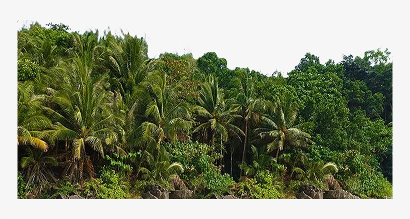 Poner En Arbusto - Plantation, transparent png download