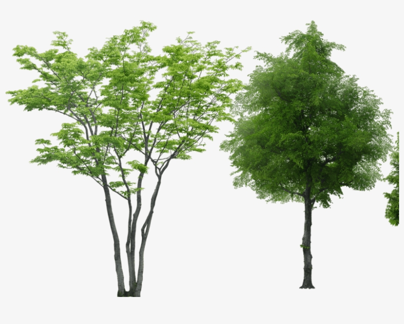Arbolespost - Arboles Sin Fondo Png, transparent png download
