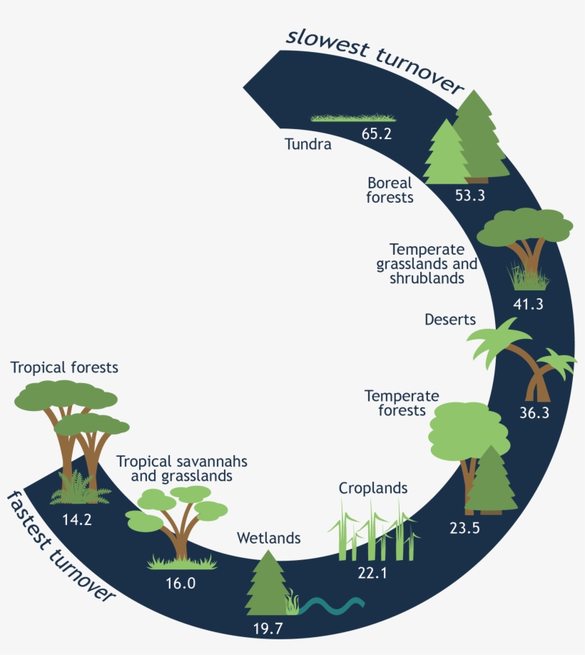 In Order Of Fastest Turnover Times To Slowest Turnover - Grassland, transparent png download