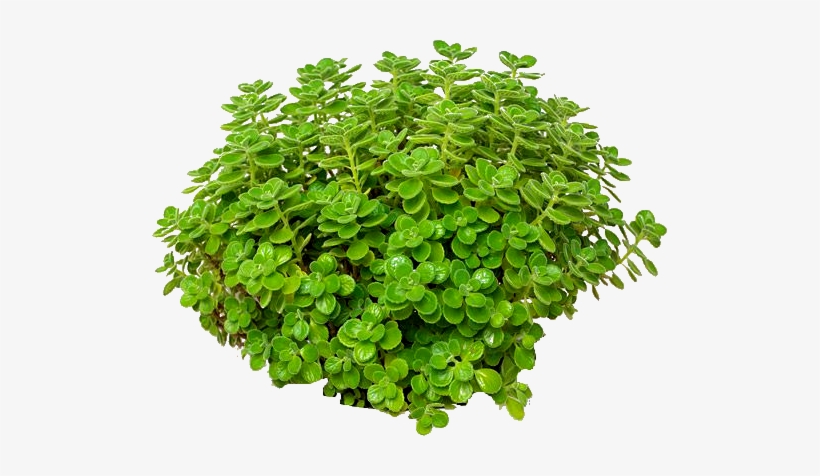 Follaje Png - Different Types Of Cooking Leaves, transparent png download