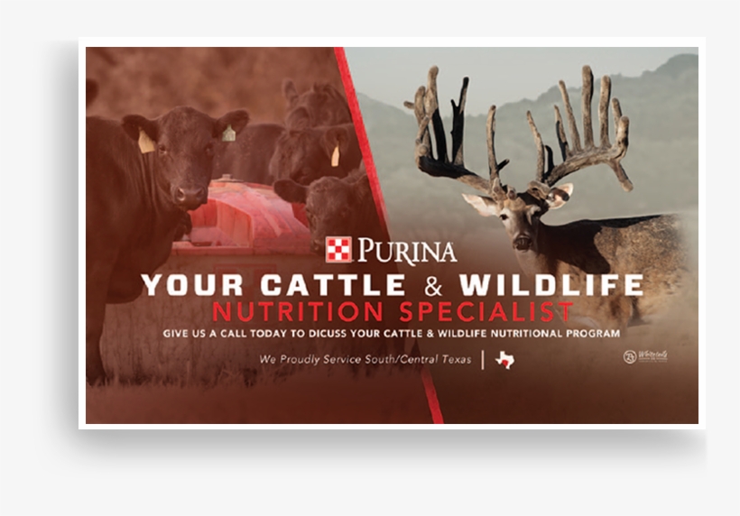 Purina Direct Mail - Mail, transparent png download