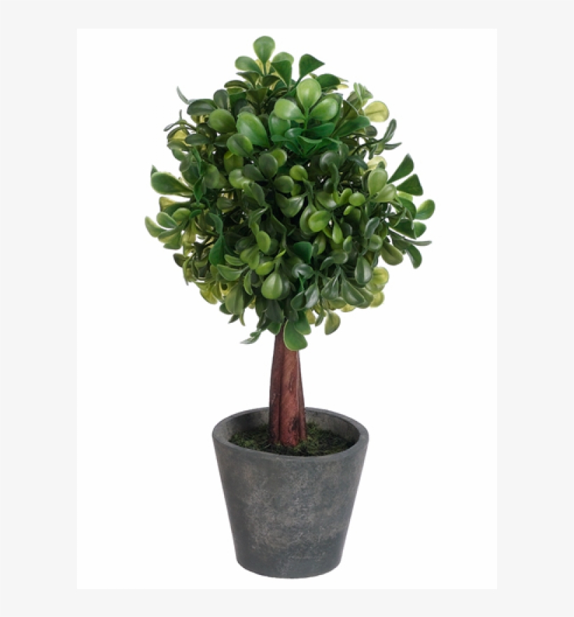 10" Boxwood Ball-shaped Topiary In Paper Mache Pot - Topiary, transparent png download