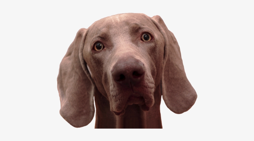 Alf, &, Mio - Weimaraner, transparent png download
