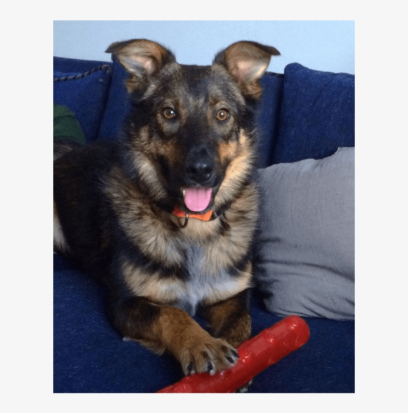 This Is Rigby He Is 9 Month Old, Neutered, Male, Shepherd - Companion Dog, transparent png download