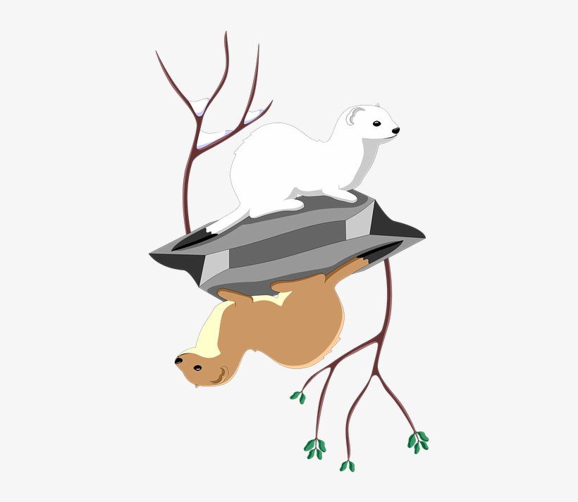 Stoat, transparent png download