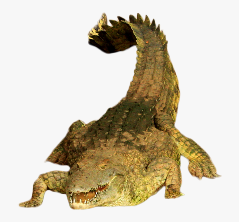 Free Png Green Crocodile Png Images Transparent - Austral Pacific Energy (png) Limited, transparent png download