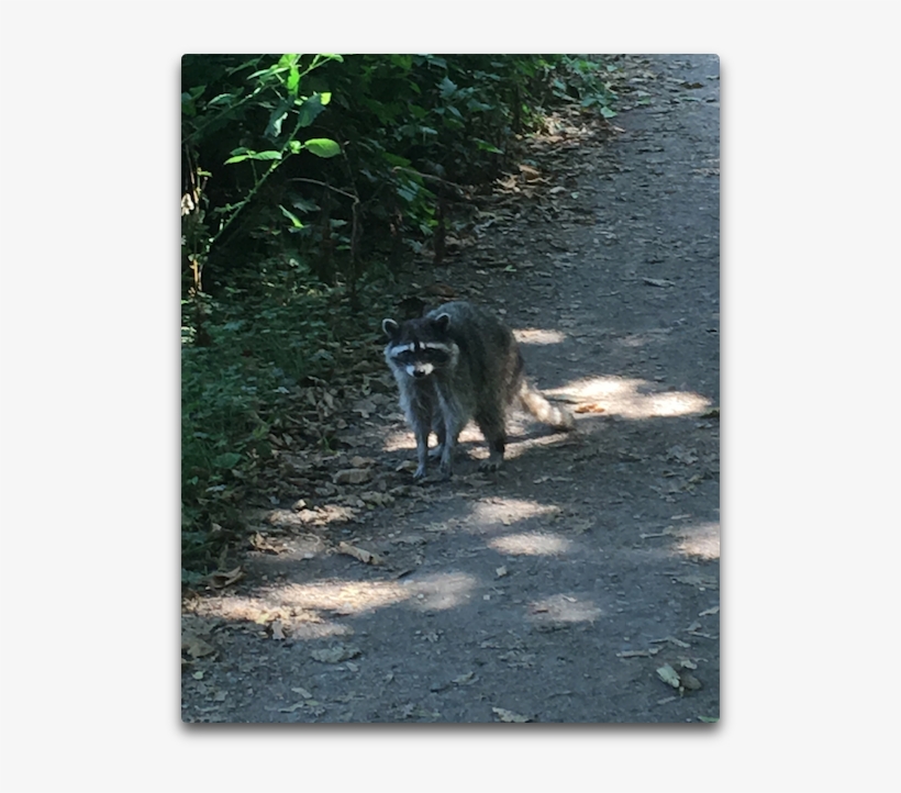Vancouver Raccoon - Guenon, transparent png download