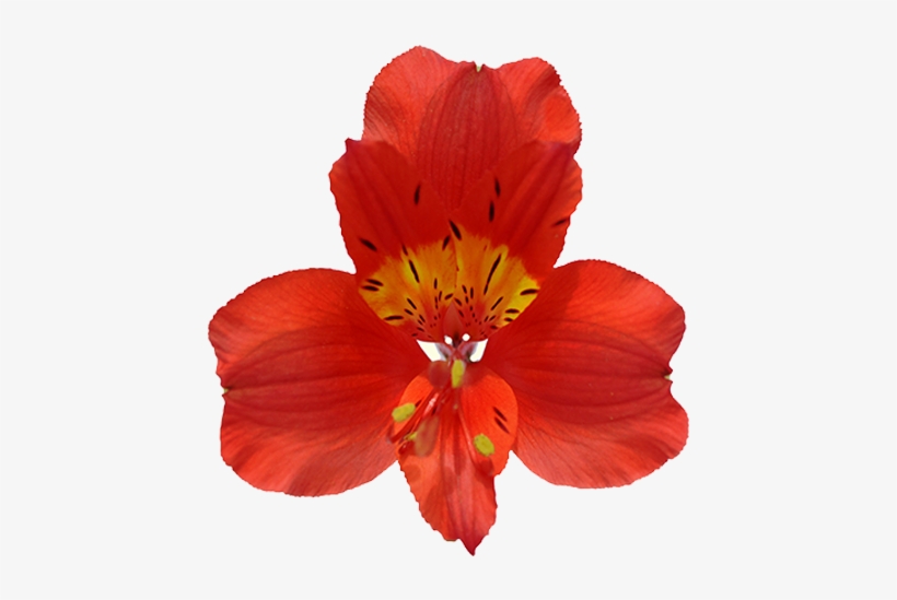 Fuego - Prev - Centimetre, transparent png download