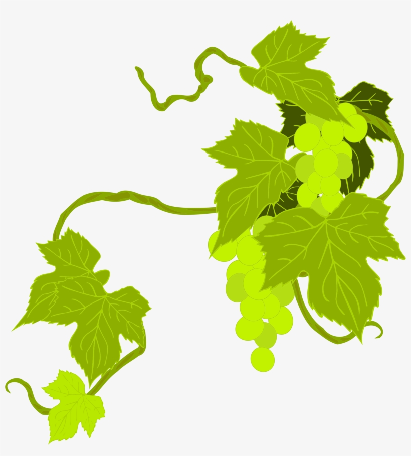 This Free Icons Png Design Of Grapes Illustration, transparent png download