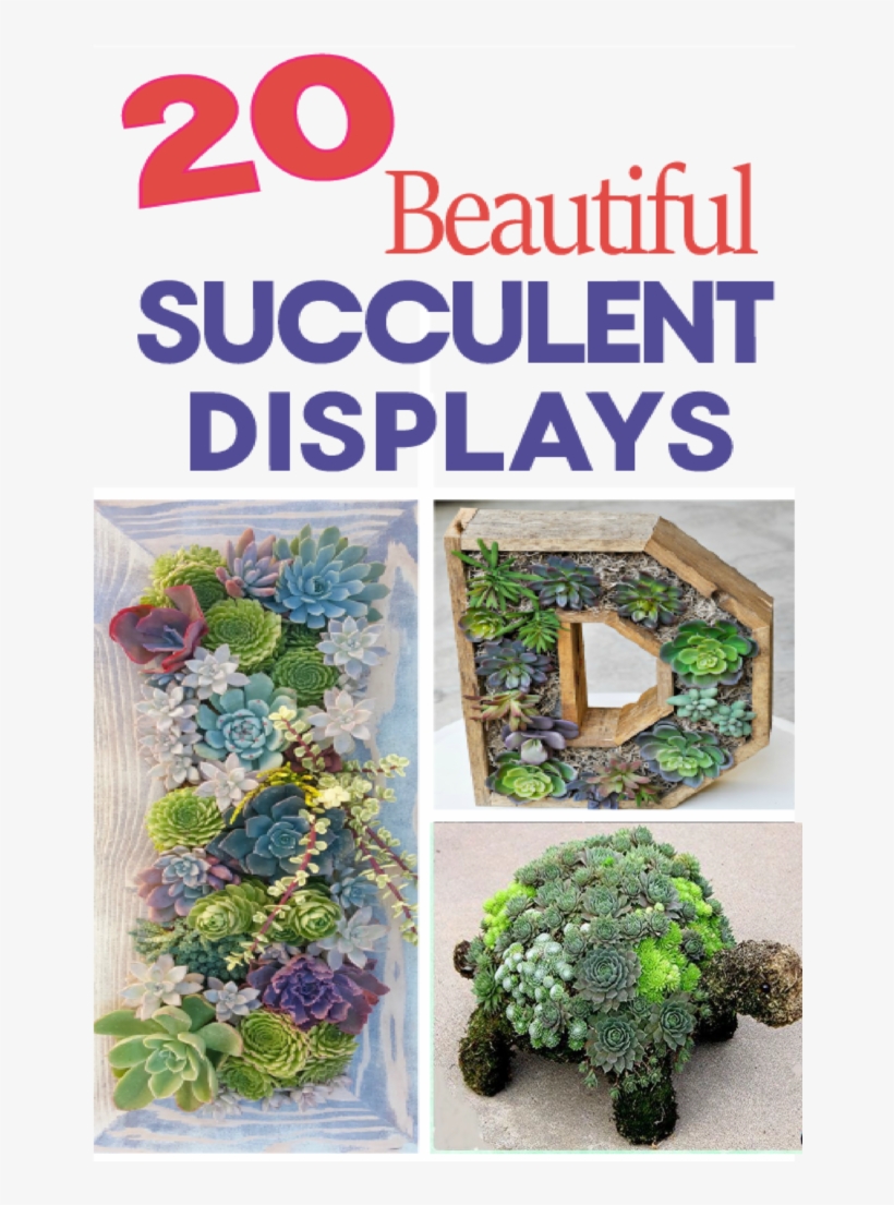 Fun Ways To Use Succulents In Your Home Decor This - Succulent Garden, transparent png download