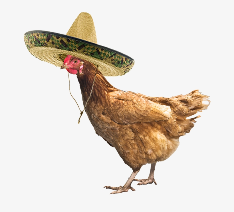 The Chicken Cinco De Mayo Party St - Chicken Png, transparent png download