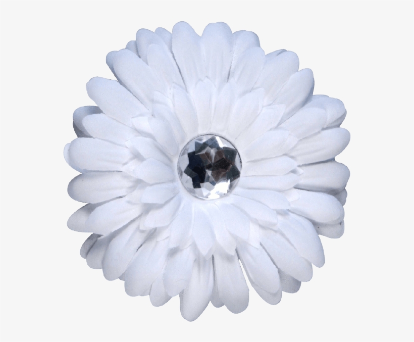 Barberton Daisy, transparent png download