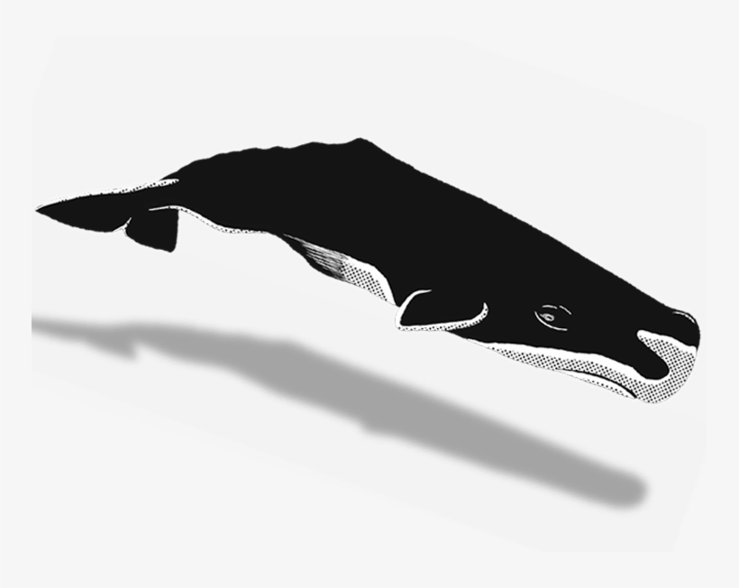 Humpback Whale, transparent png download