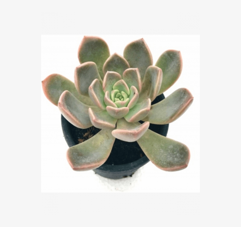 Echeveria Blue Prince Succulent Plant - Blue Prince Succulent, transparent png download